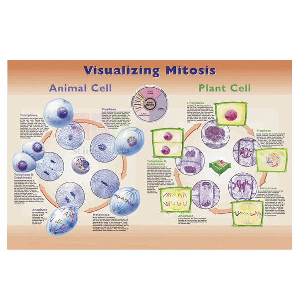 Visualizing Mitosis Poster